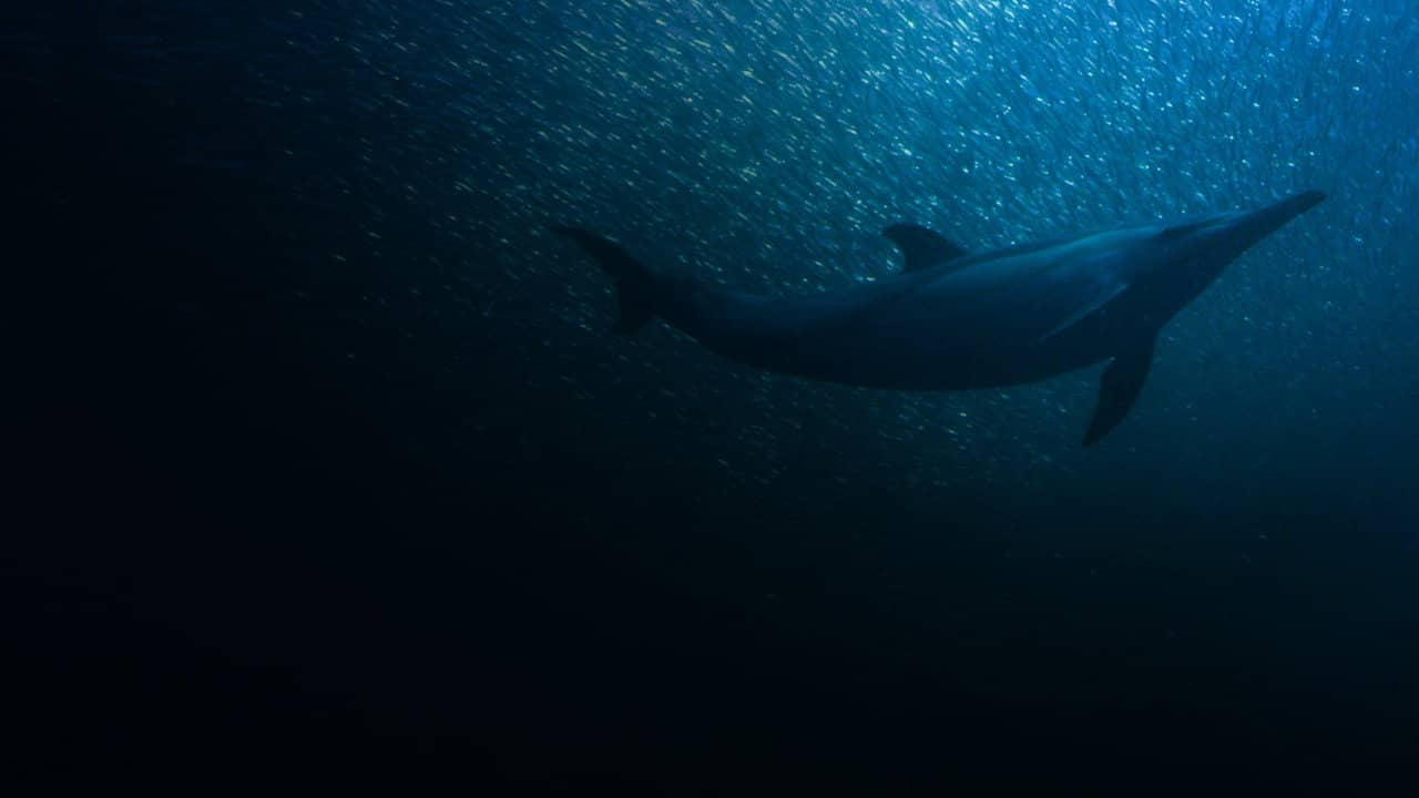 Sardine Run, le plus grand festin de l'océan backdrop