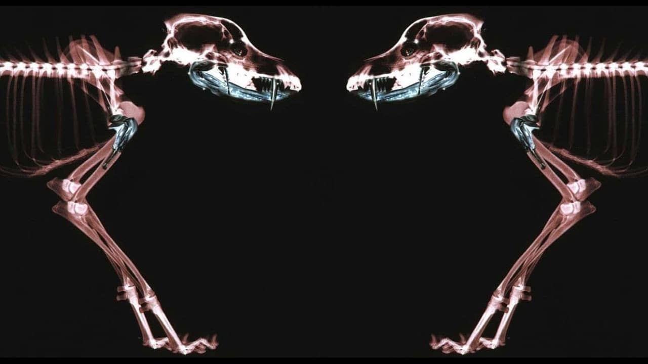 Rottweiler backdrop