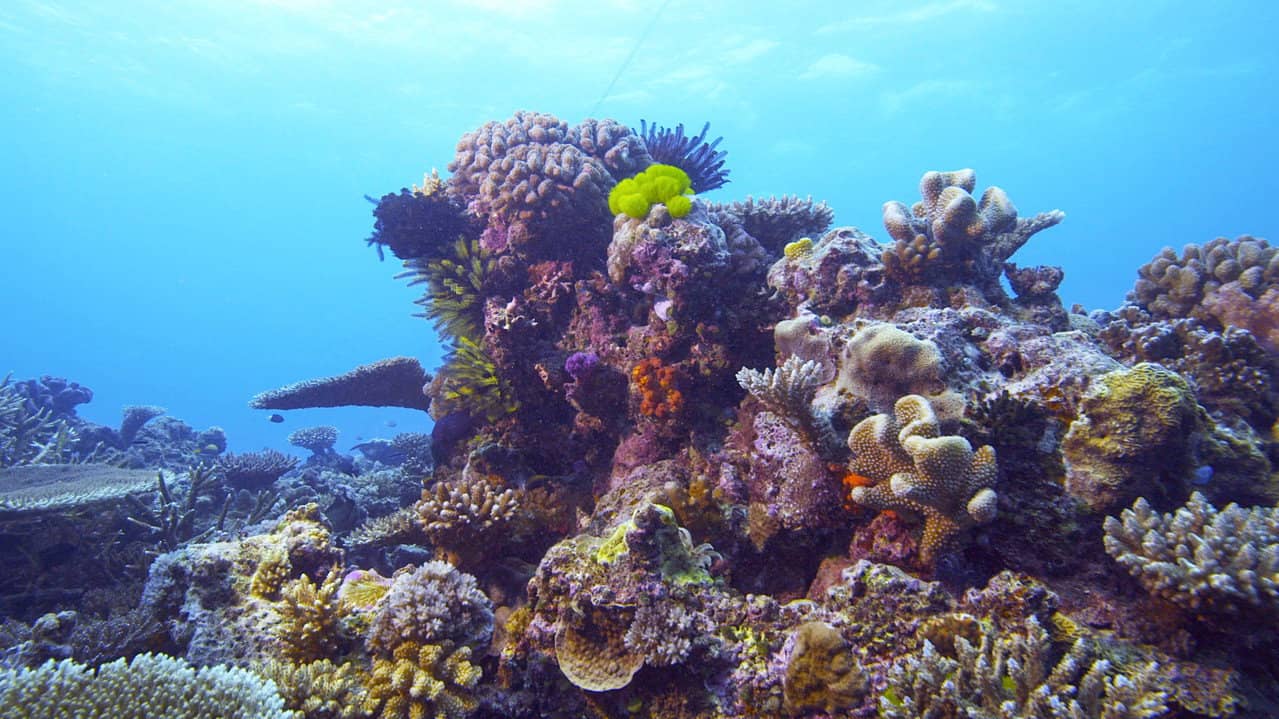 Corals, the ultimate metamorphosis backdrop