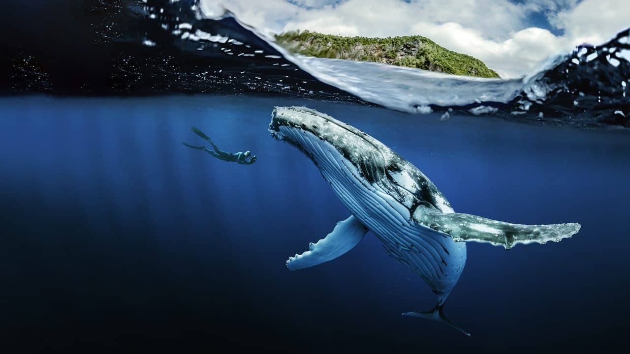 Chasing Ocean Giants backdrop