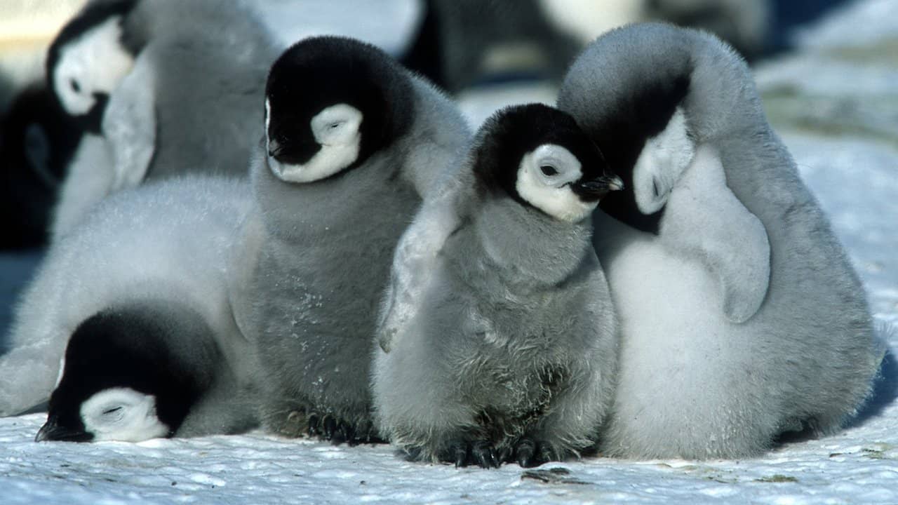March of the Penguins backdrop