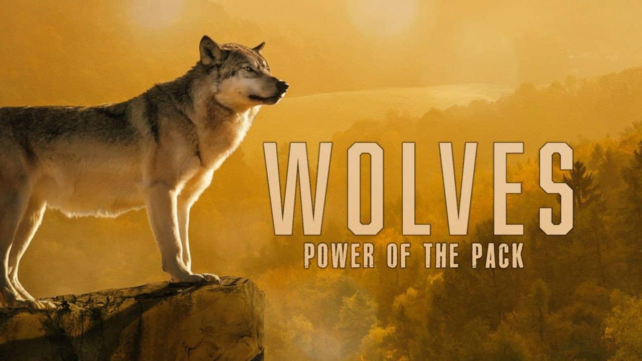 Wolves: Power of the Pack backdrop