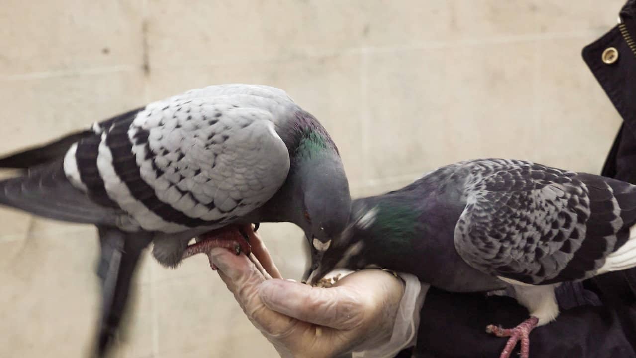 The Pigeon backdrop