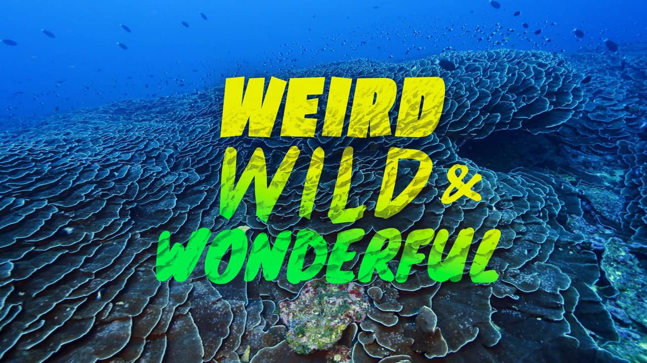 Weird, Wild, and Wonderful backdrop