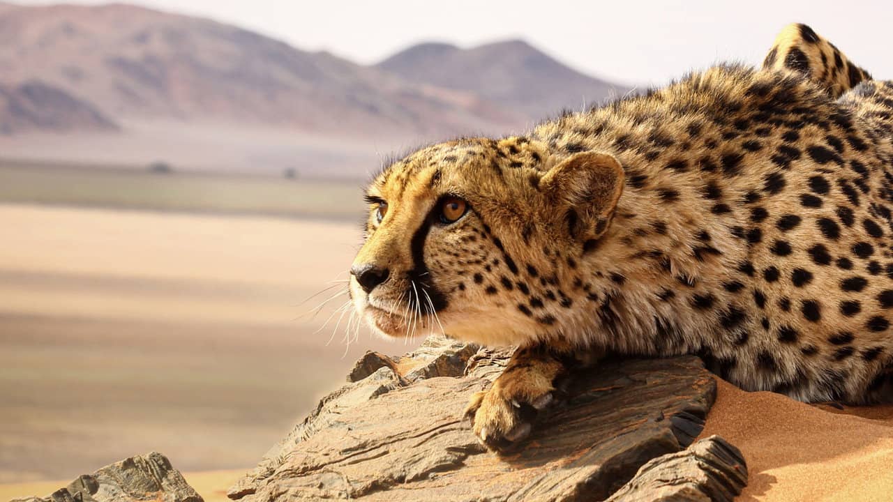 Big Cats: An Amazing Animal Family backdrop