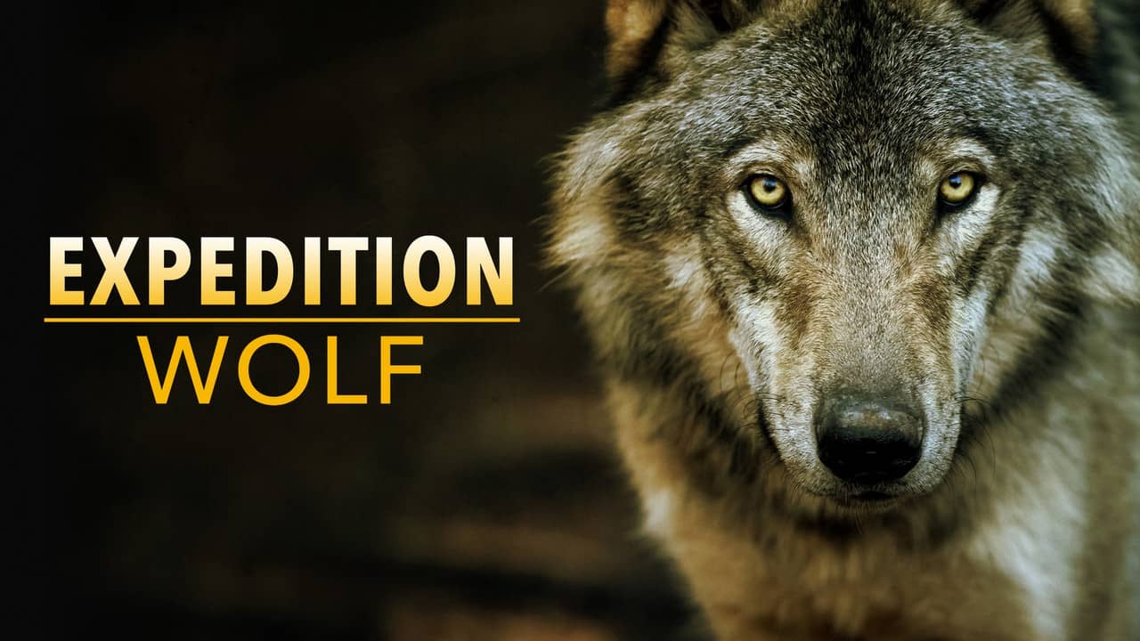 Expedition Wolf backdrop