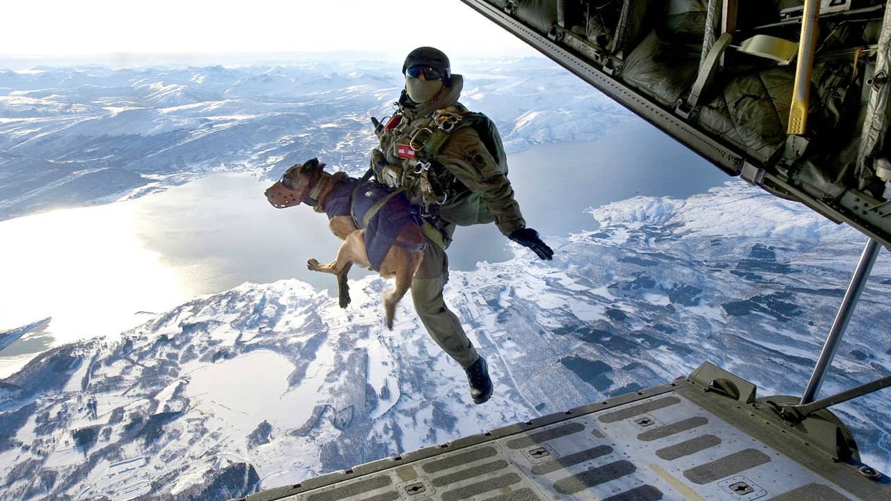 SEAL Dog backdrop