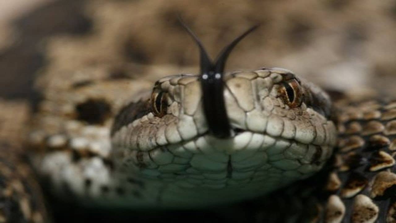 Vipera Life – A serpent’s life backdrop