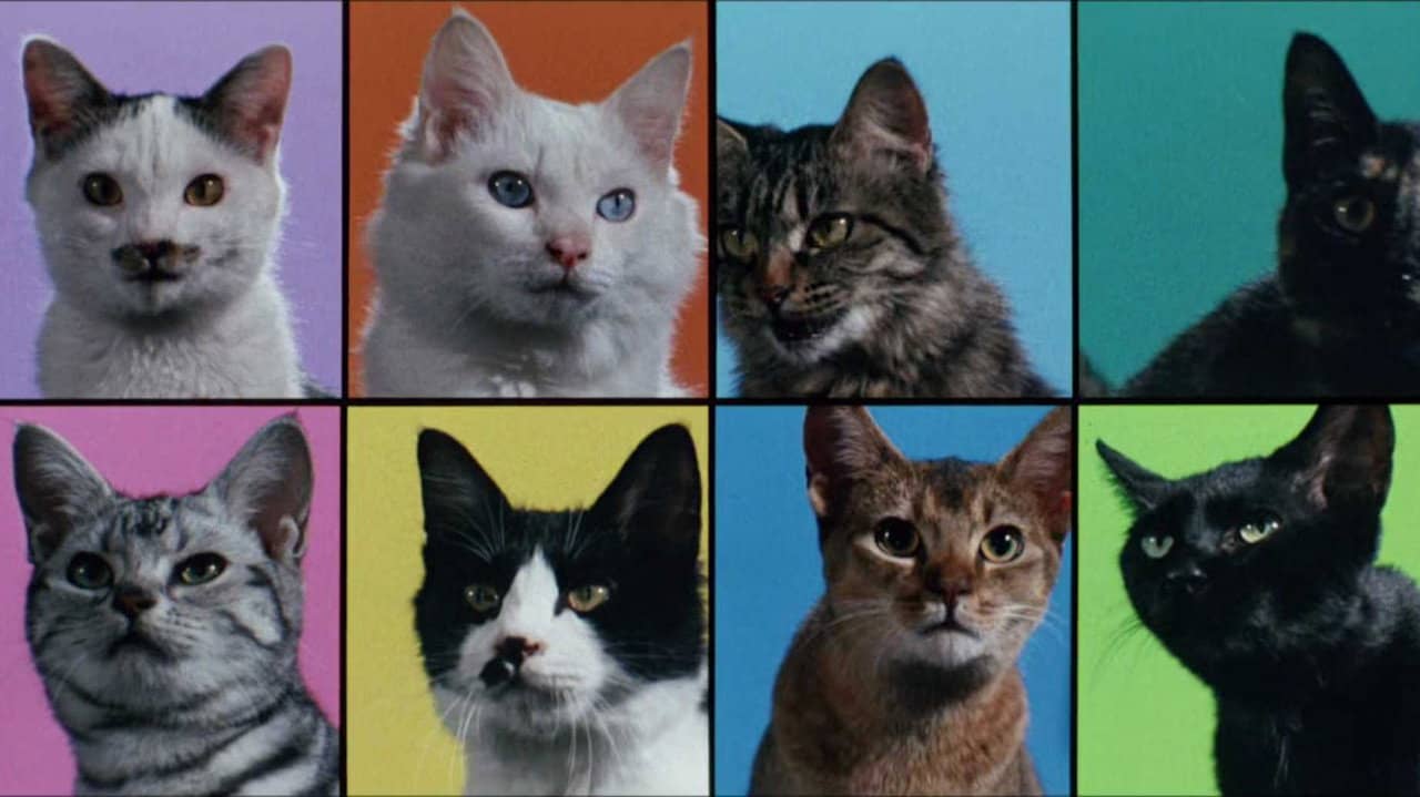 Cats on Park Avenue backdrop