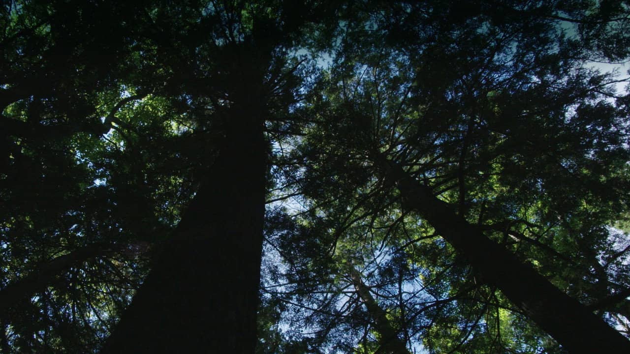 Burned: Are Trees the New Coal? backdrop