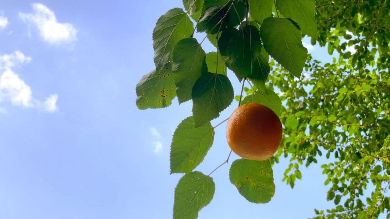 Tangerine backdrop