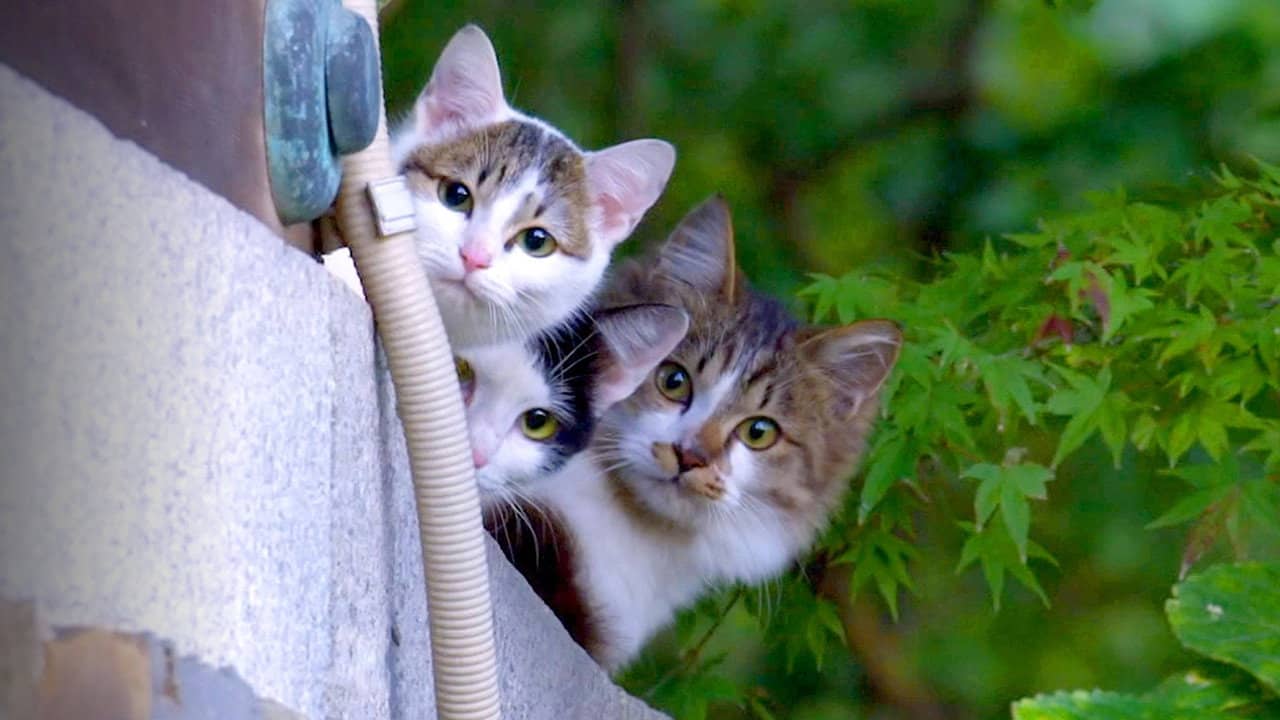 A Cat's-Eye View of Japan backdrop