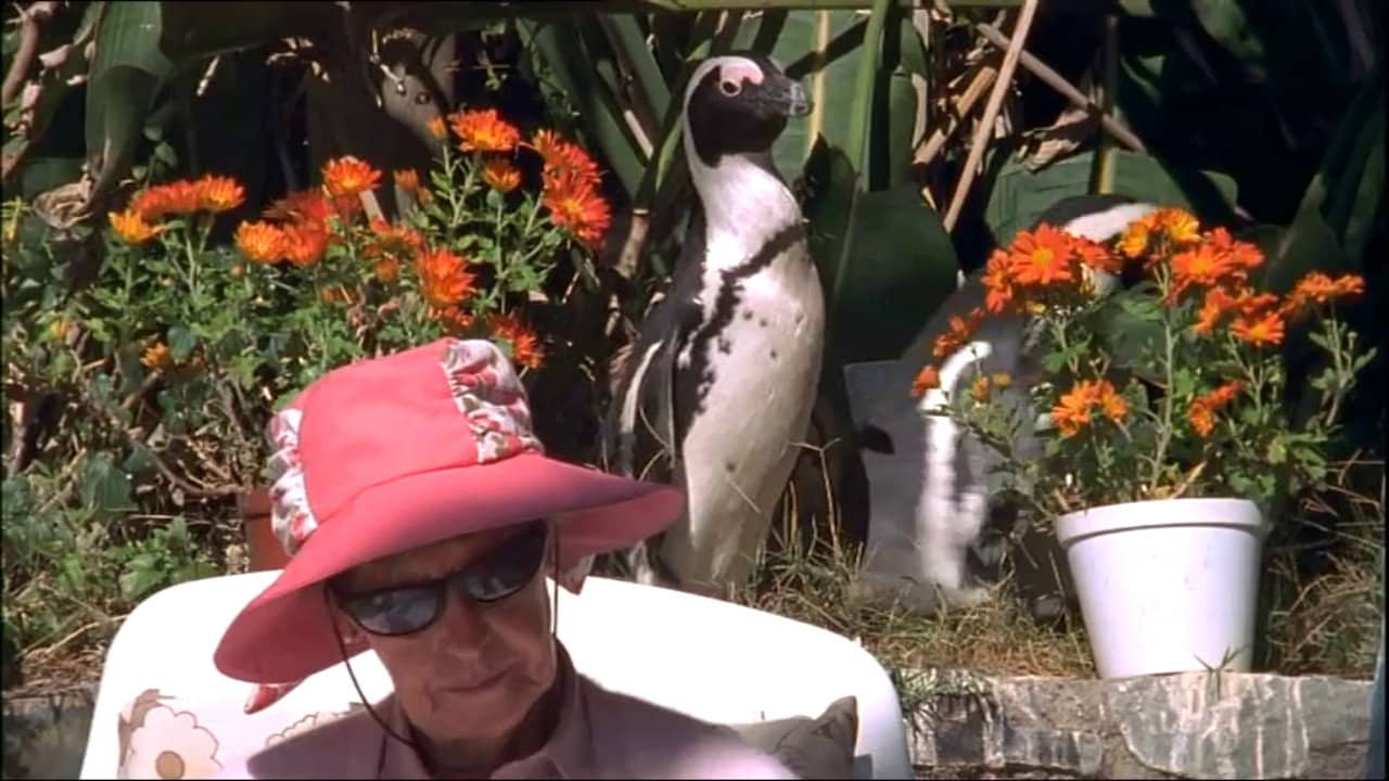 City Slickers: A tale of two African penguins backdrop