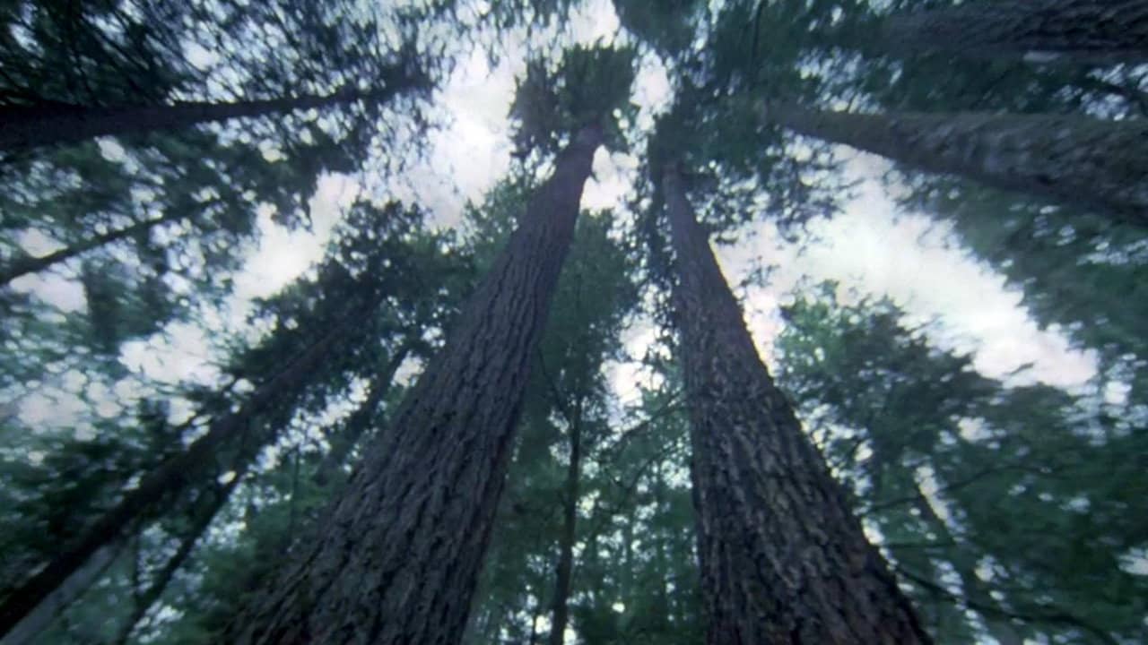 Another Side of the Forest backdrop