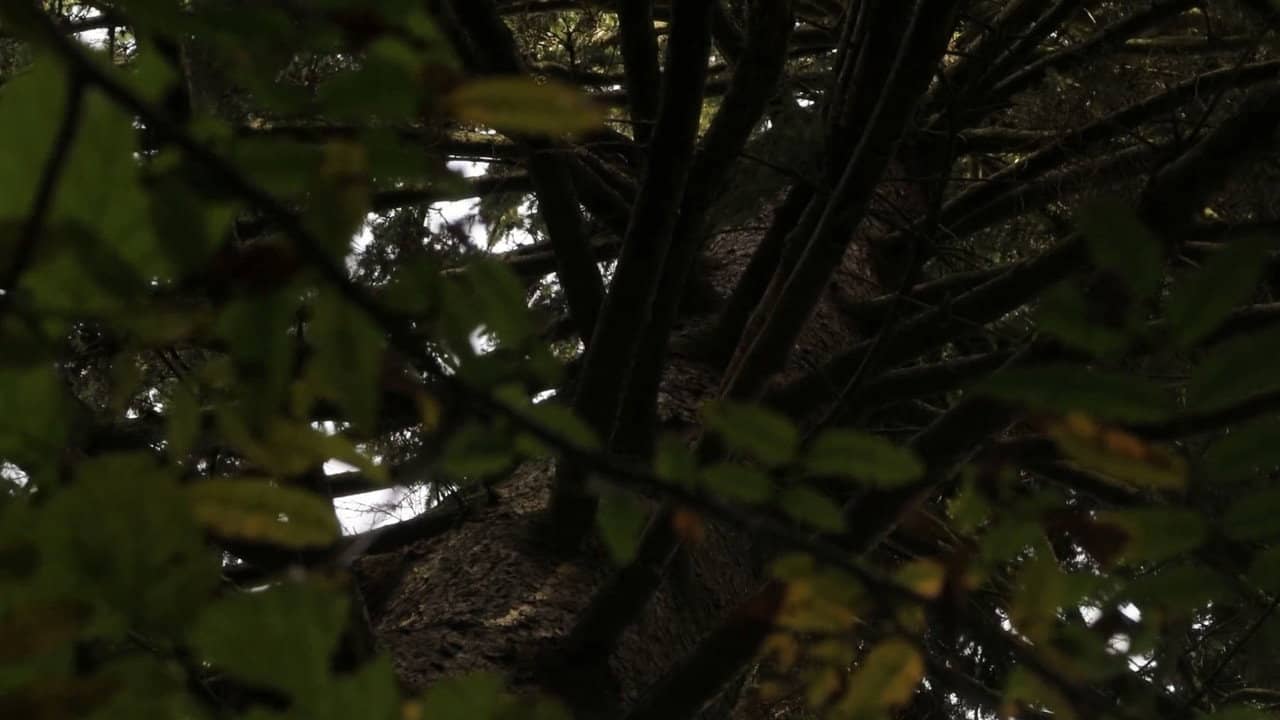 A Big Tree Makes Way For A Nice Shade backdrop