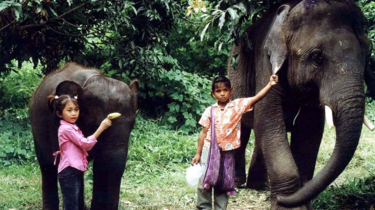 The Elephant Boy backdrop