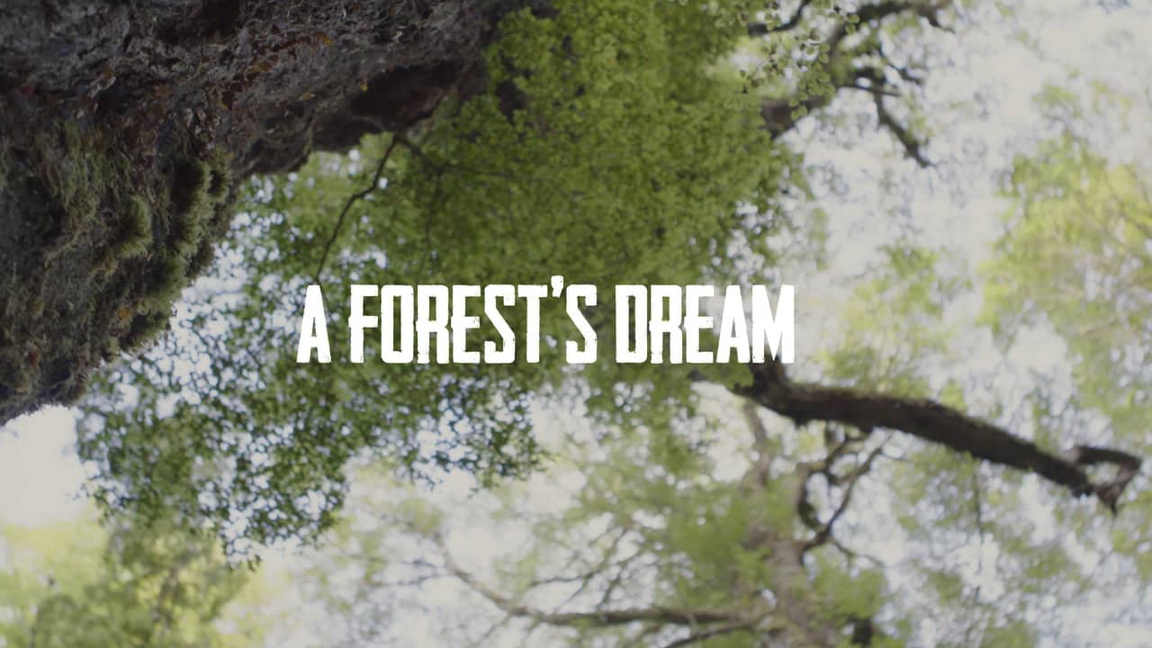 A Forest's Dream backdrop
