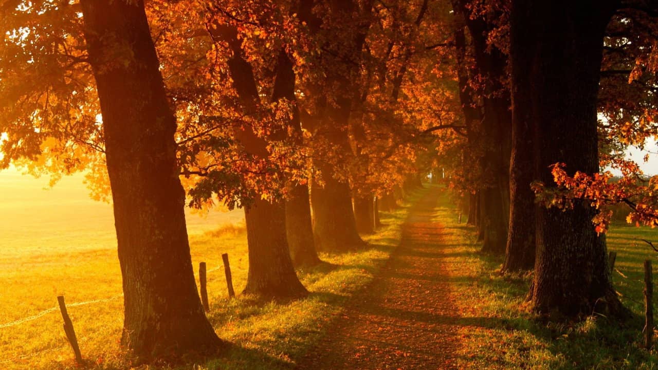 Voir l'automne, une saison en France backdrop