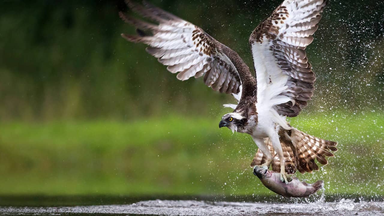 Osprey: Sea Raptor backdrop