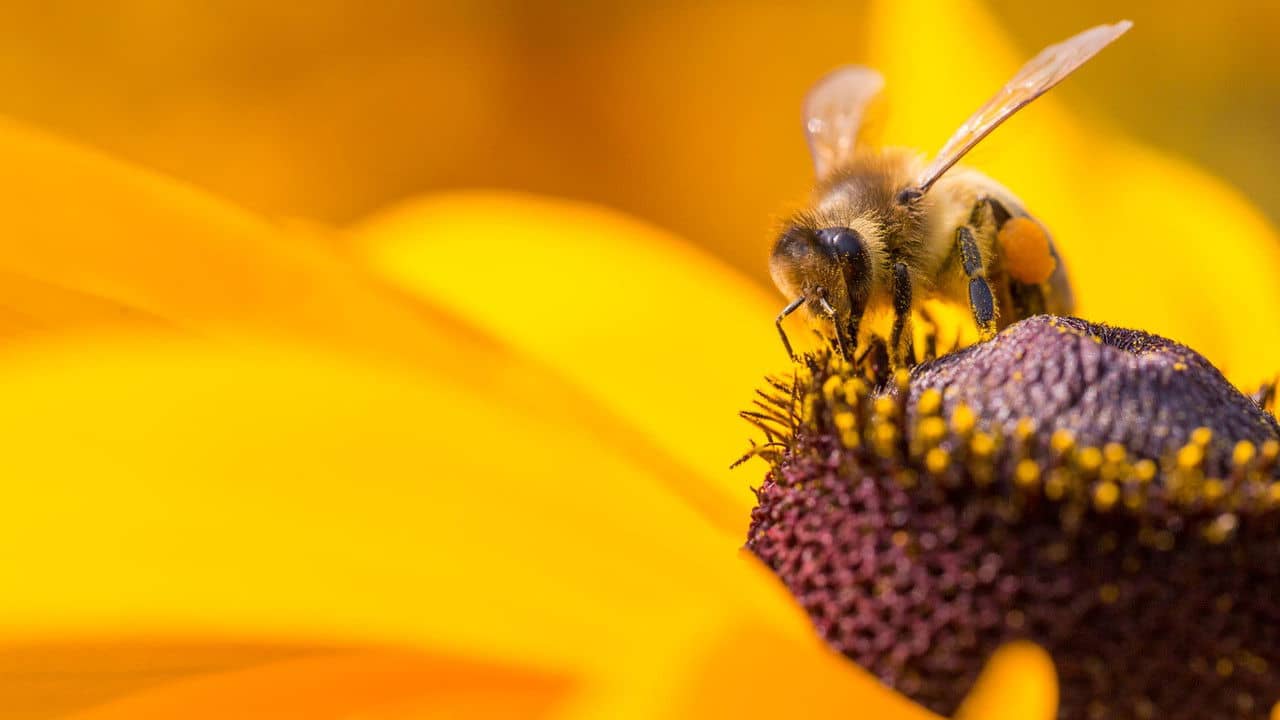 Diary of a Bee backdrop