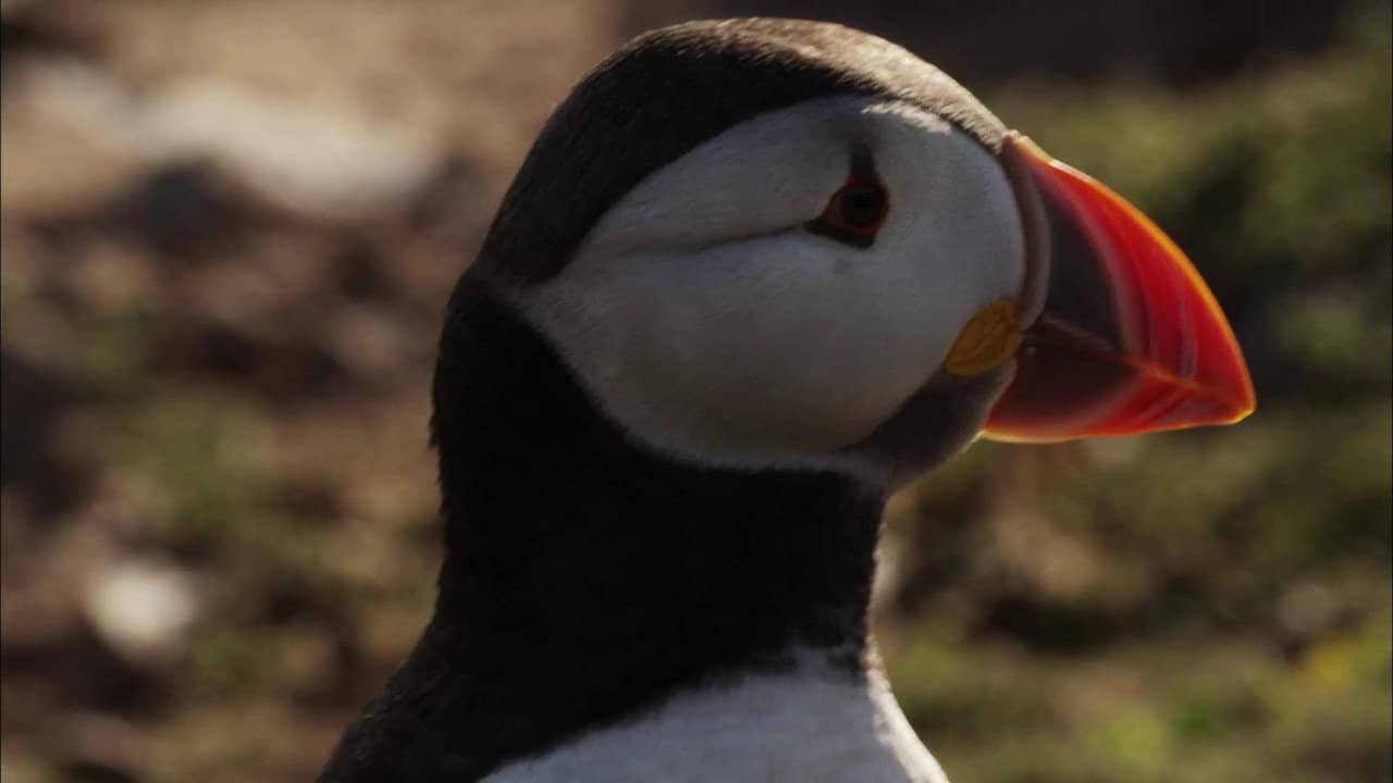 Puffin Patrol backdrop