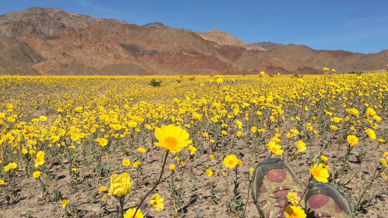National Parks Exploration Series: Death Valley backdrop