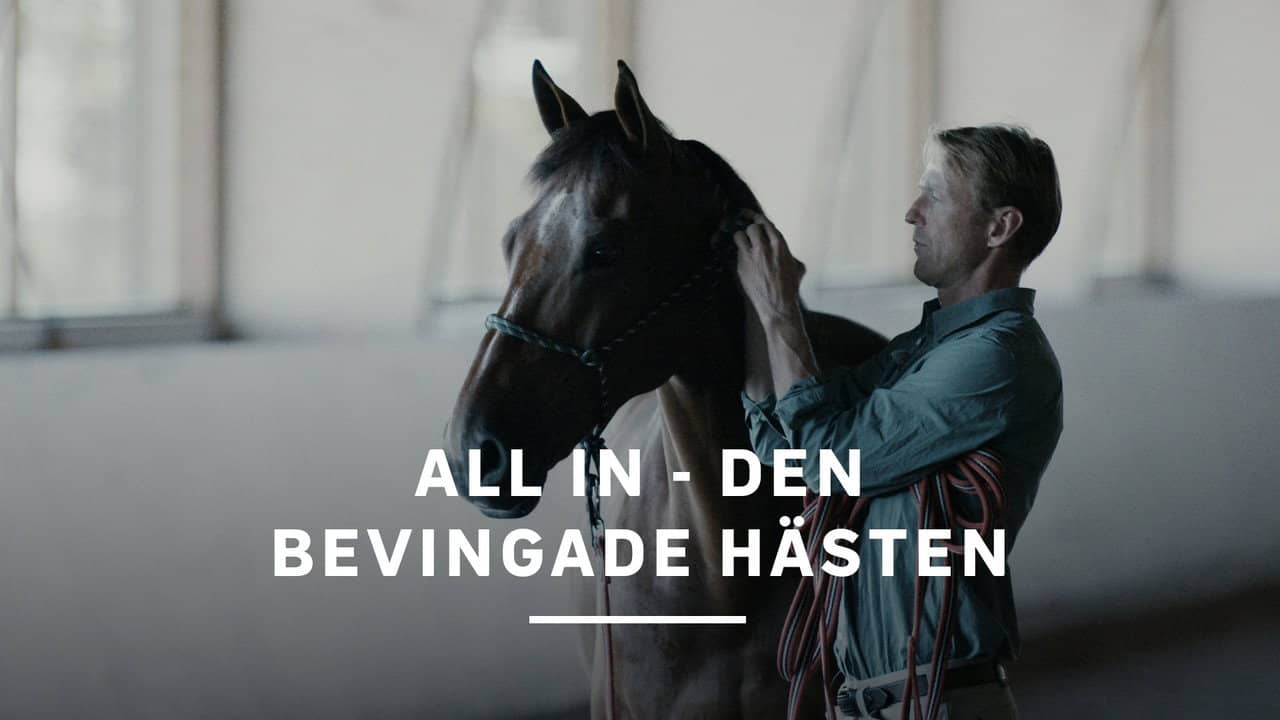 All In - den bevingade hästen backdrop