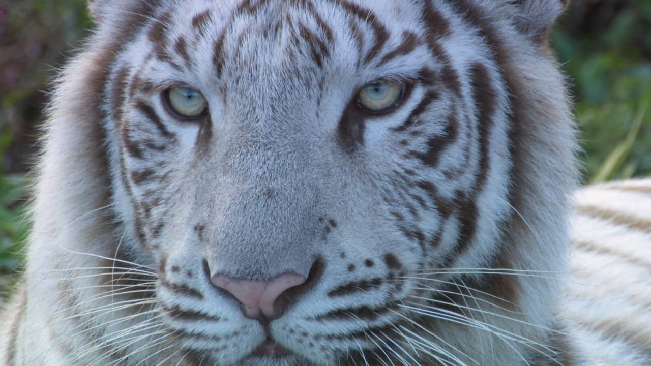 いいZooだね。～岩合光昭の動物園歩き～ backdrop