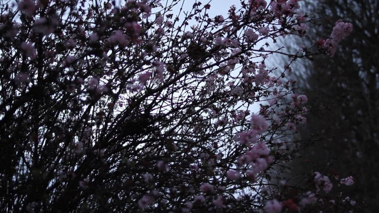 It May Be That Beauty Has Strengthened Our Resolve - Masao Adachi backdrop