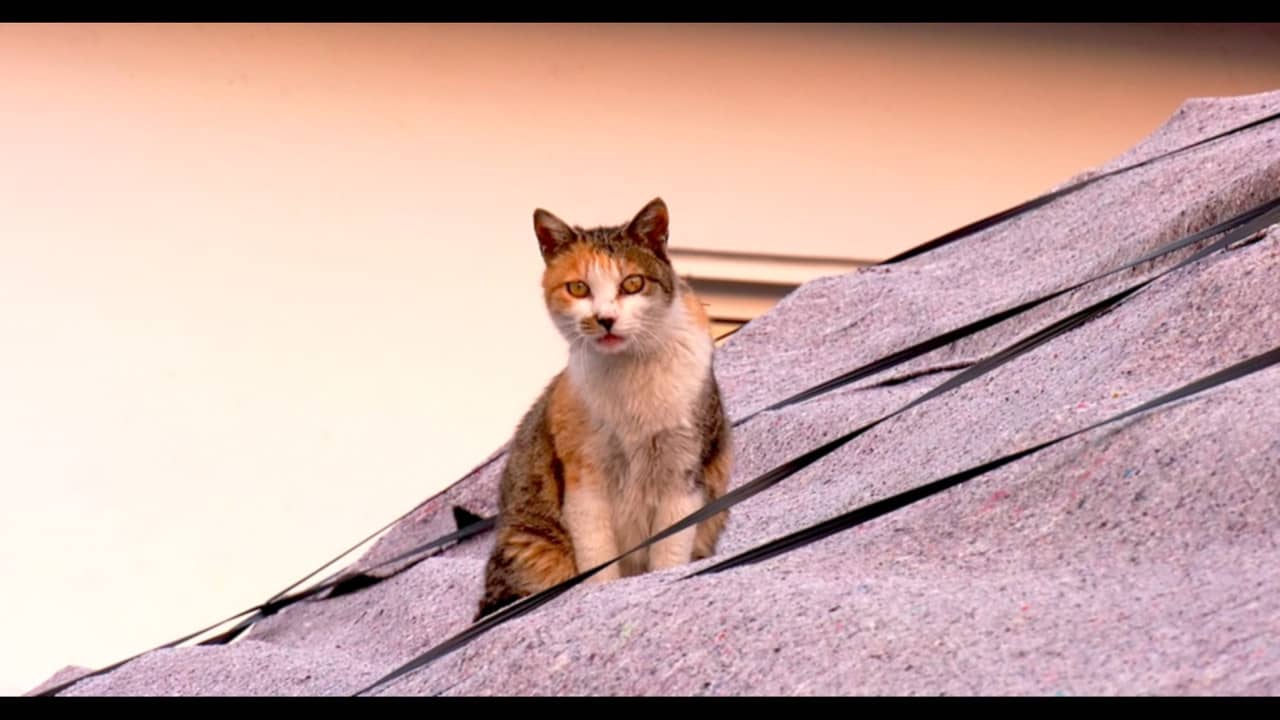 Our Cat backdrop