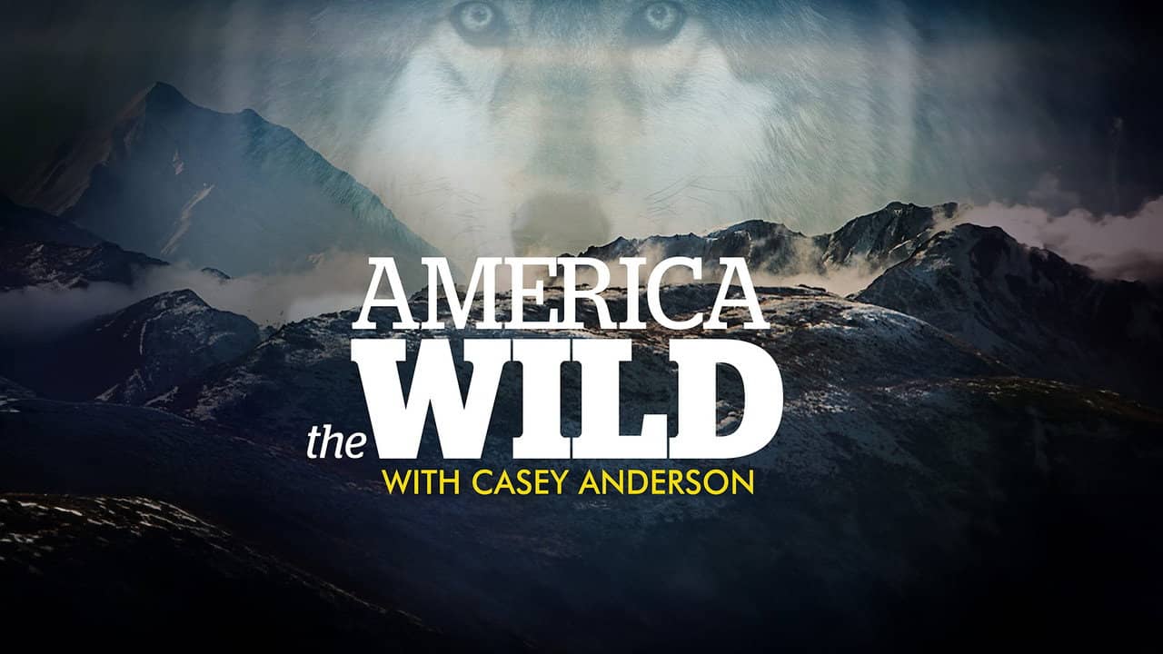 America the Wild backdrop