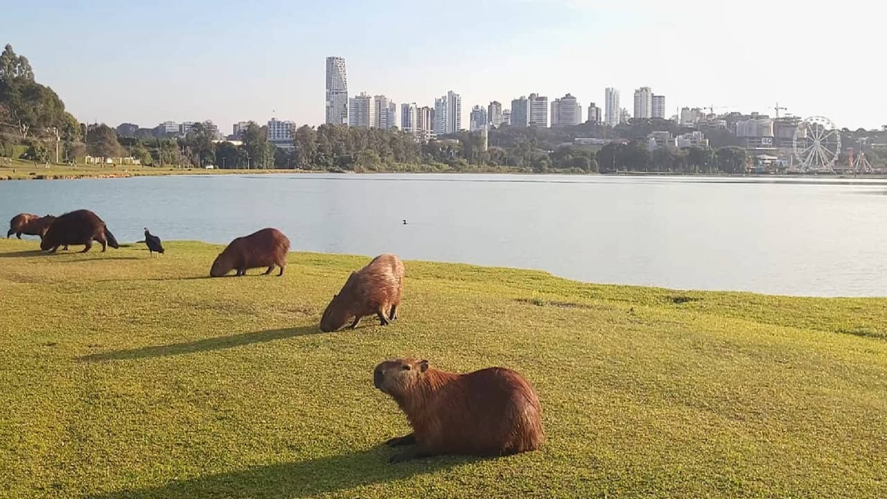 Curitiba: Labirinto Urbano backdrop