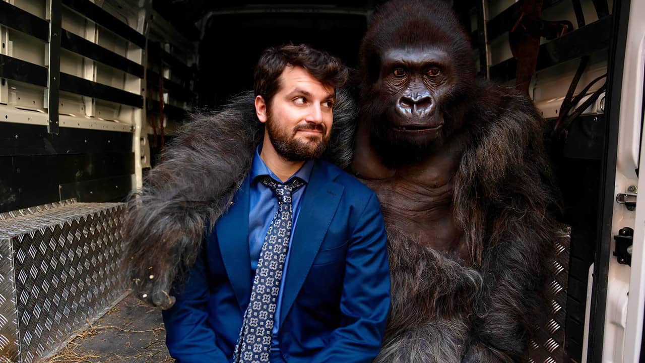 Beware the Gorilla backdrop