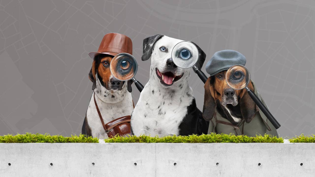 Pet Seekers backdrop