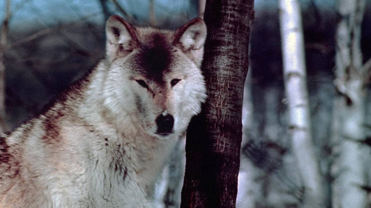 Wolf Pack backdrop
