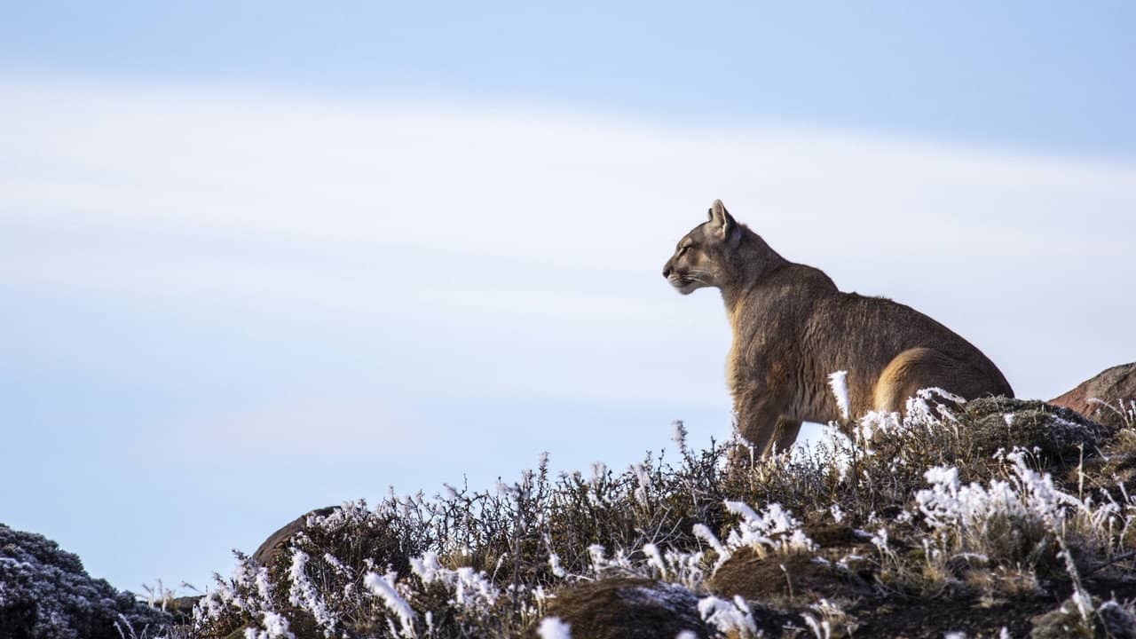 Pumas At The End of The World backdrop