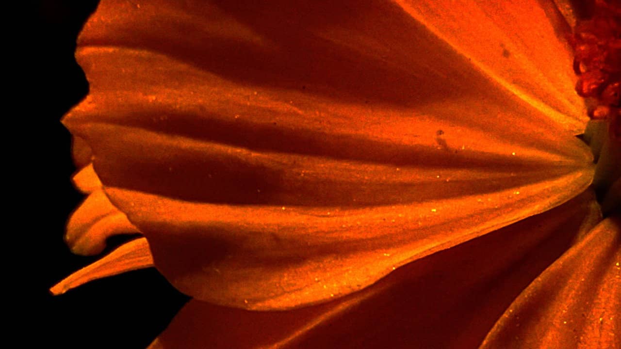 Emergence backdrop