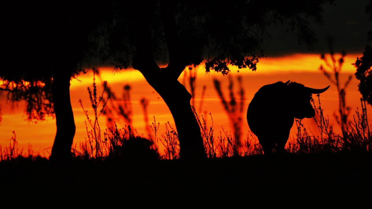 Animal | Human backdrop