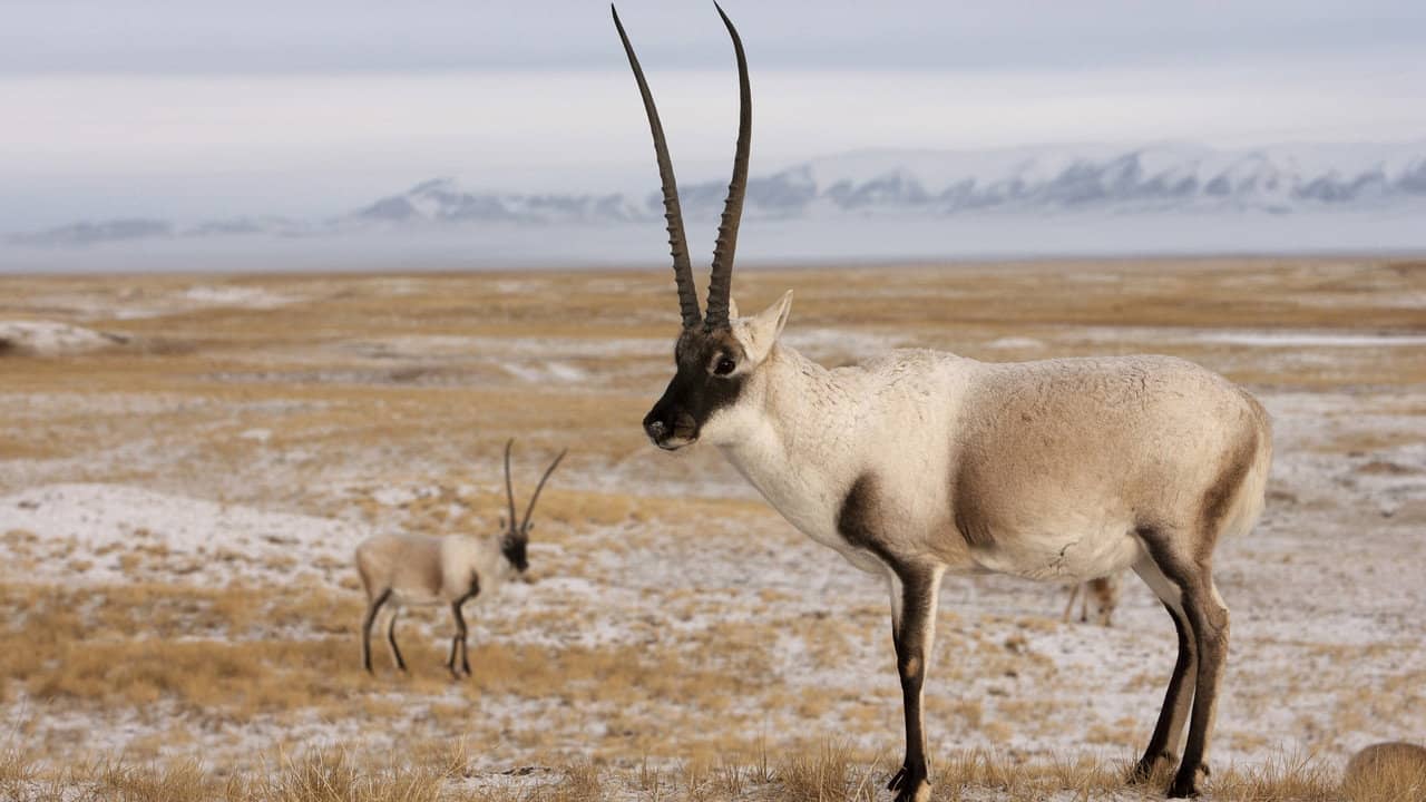 Rare Survivors: China's Iconic Wildlife backdrop
