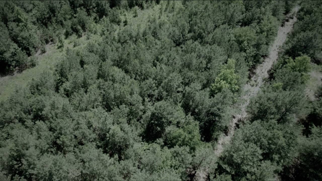 The Woods backdrop