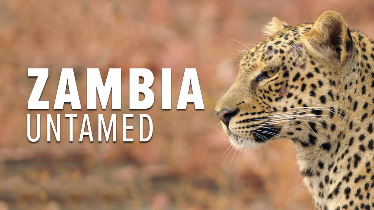 Zambia Untamed backdrop