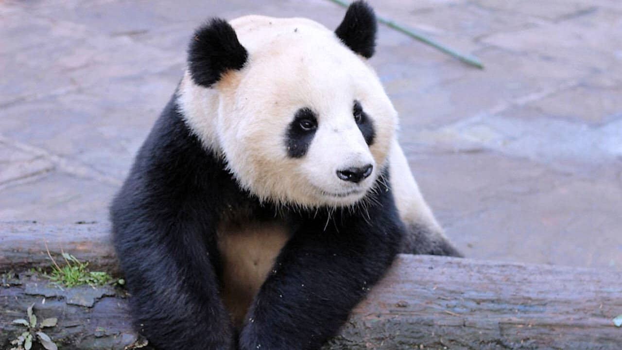 Wild About Pandas backdrop