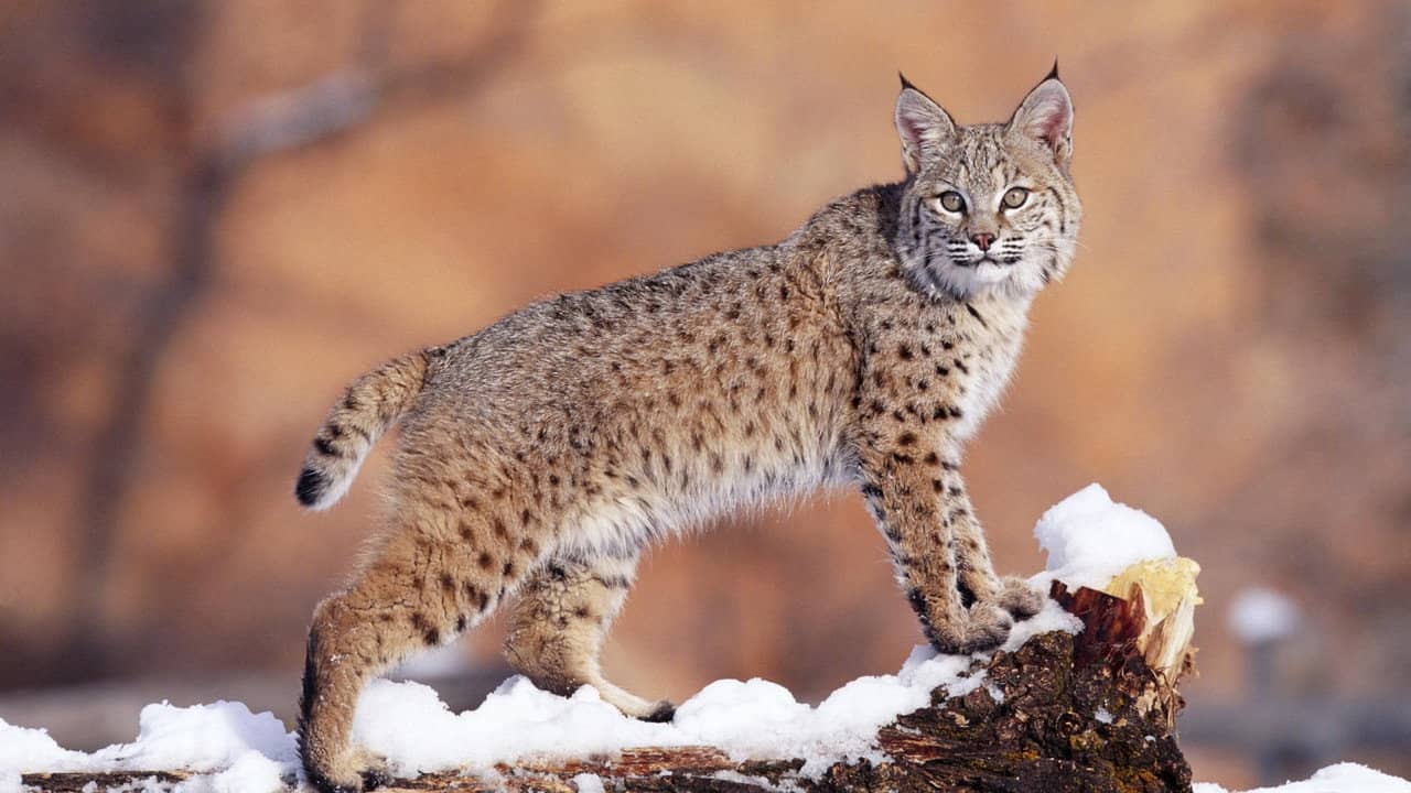 Lynx - Close Up backdrop