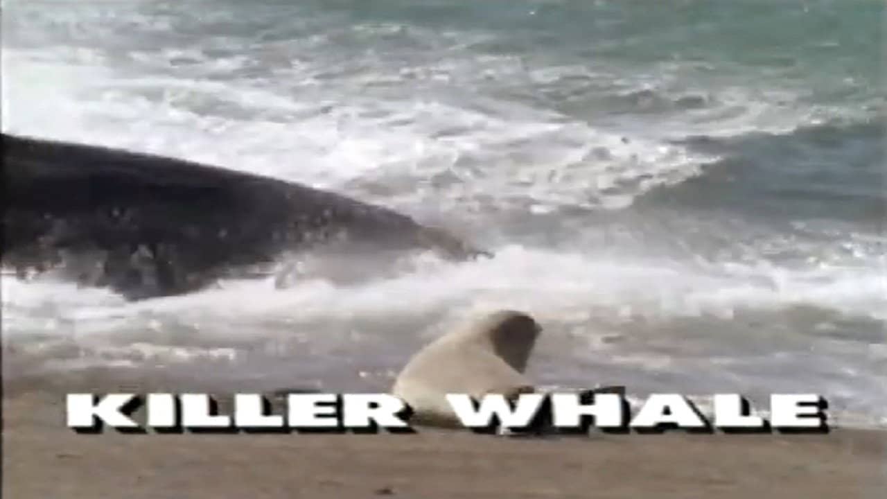 Predators of the Wild: Killer Whale backdrop