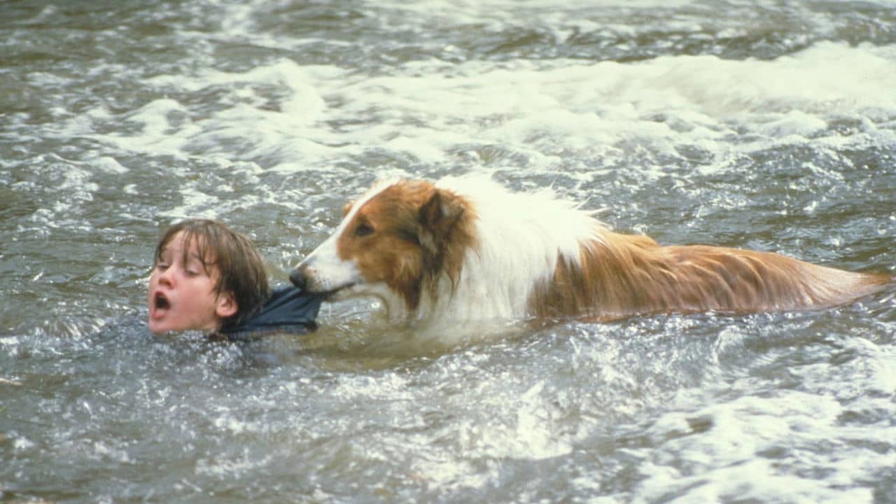 Lassie backdrop