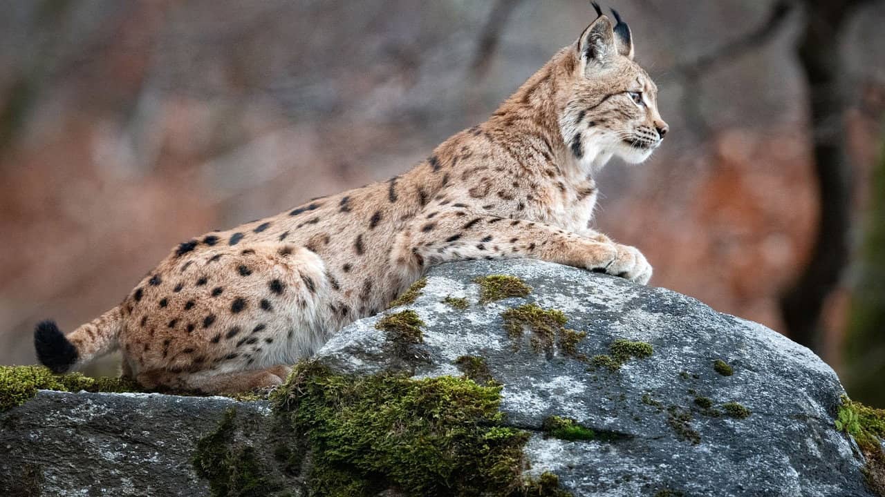 Sur la piste du lynx backdrop