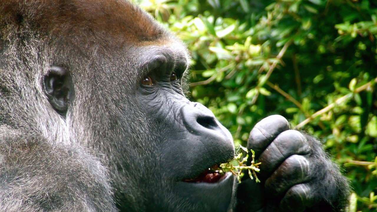 Living With Monkeys: Tales From the Treetops backdrop