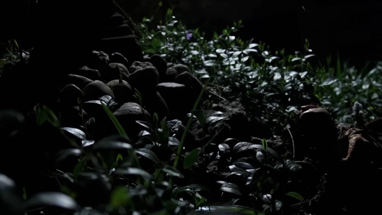 Gnome backdrop