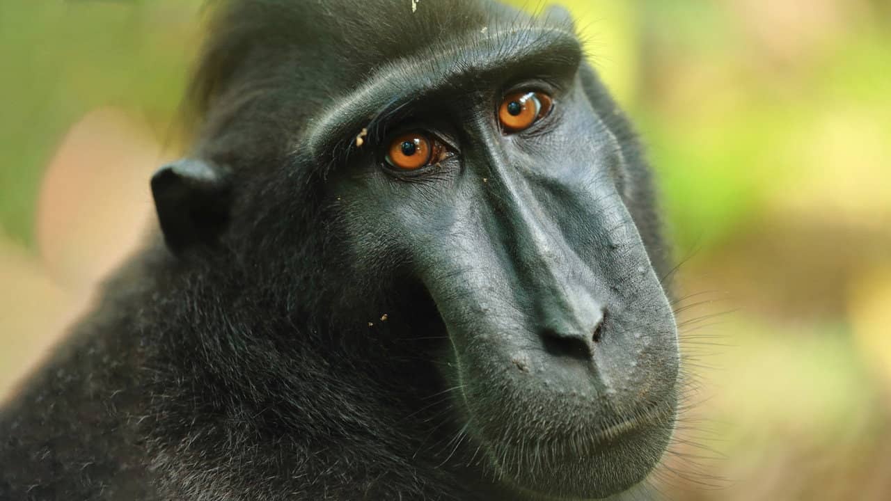 Islands in Time: A Wildlife Odyssey backdrop