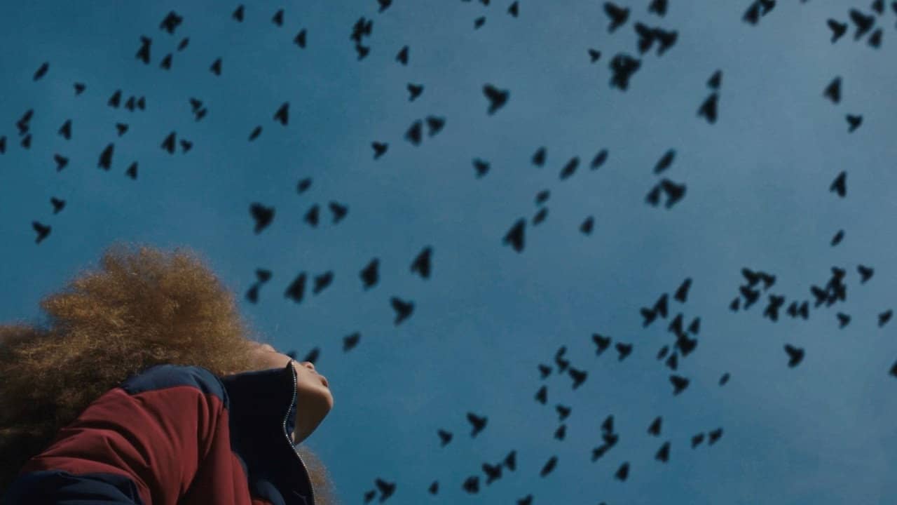 Broken Bird backdrop